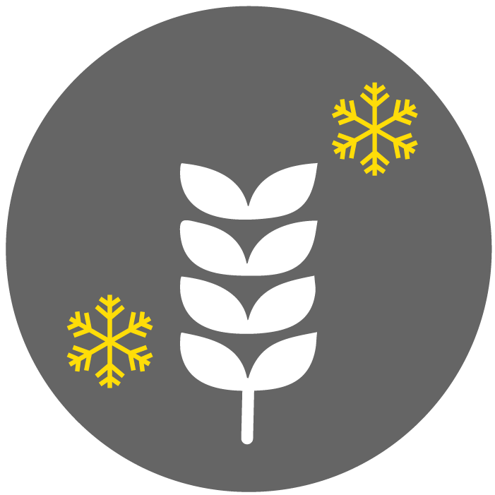 Symbolgrafik zur Getreidekühlung: weißes Ähren-Symbol mit gelben Schneeflocken auf schwarzem Hintergrund.